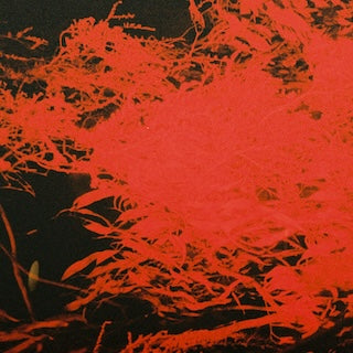 Anthony Naples || In Studio Magic