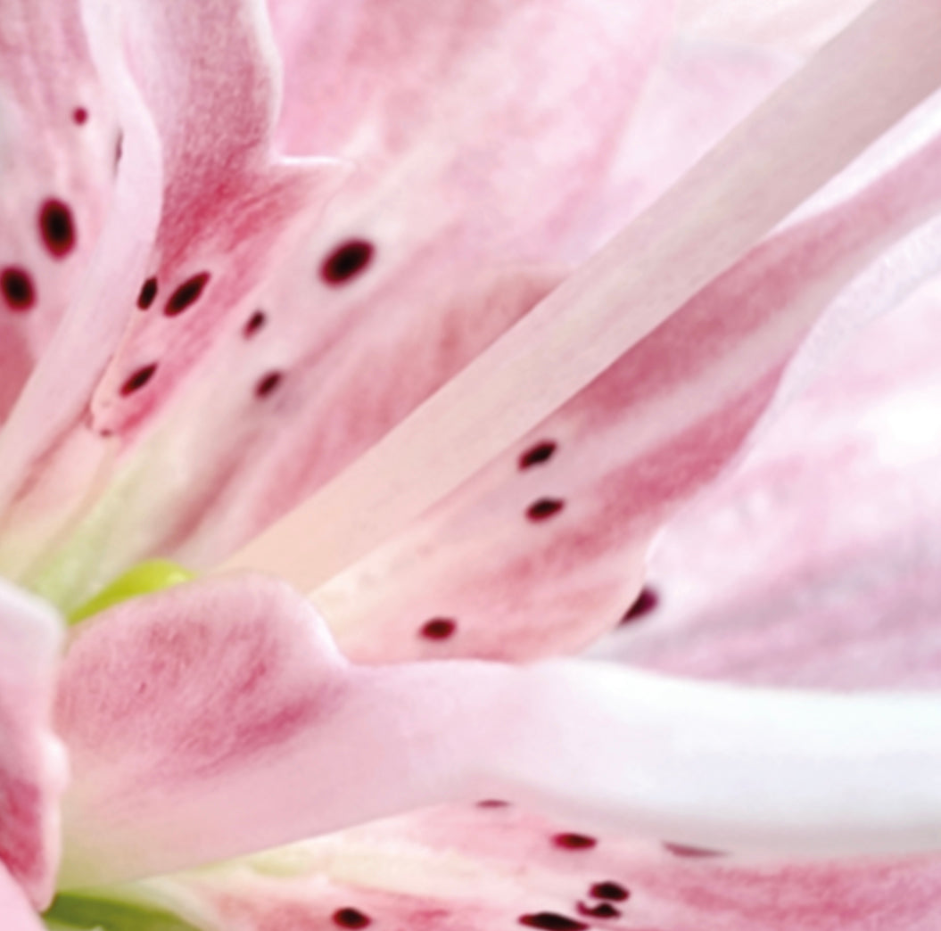 Taiga Tokunaga || Fleur