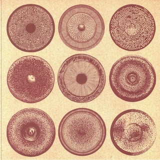 ENSEMBLE NIST-NAH || Spilla