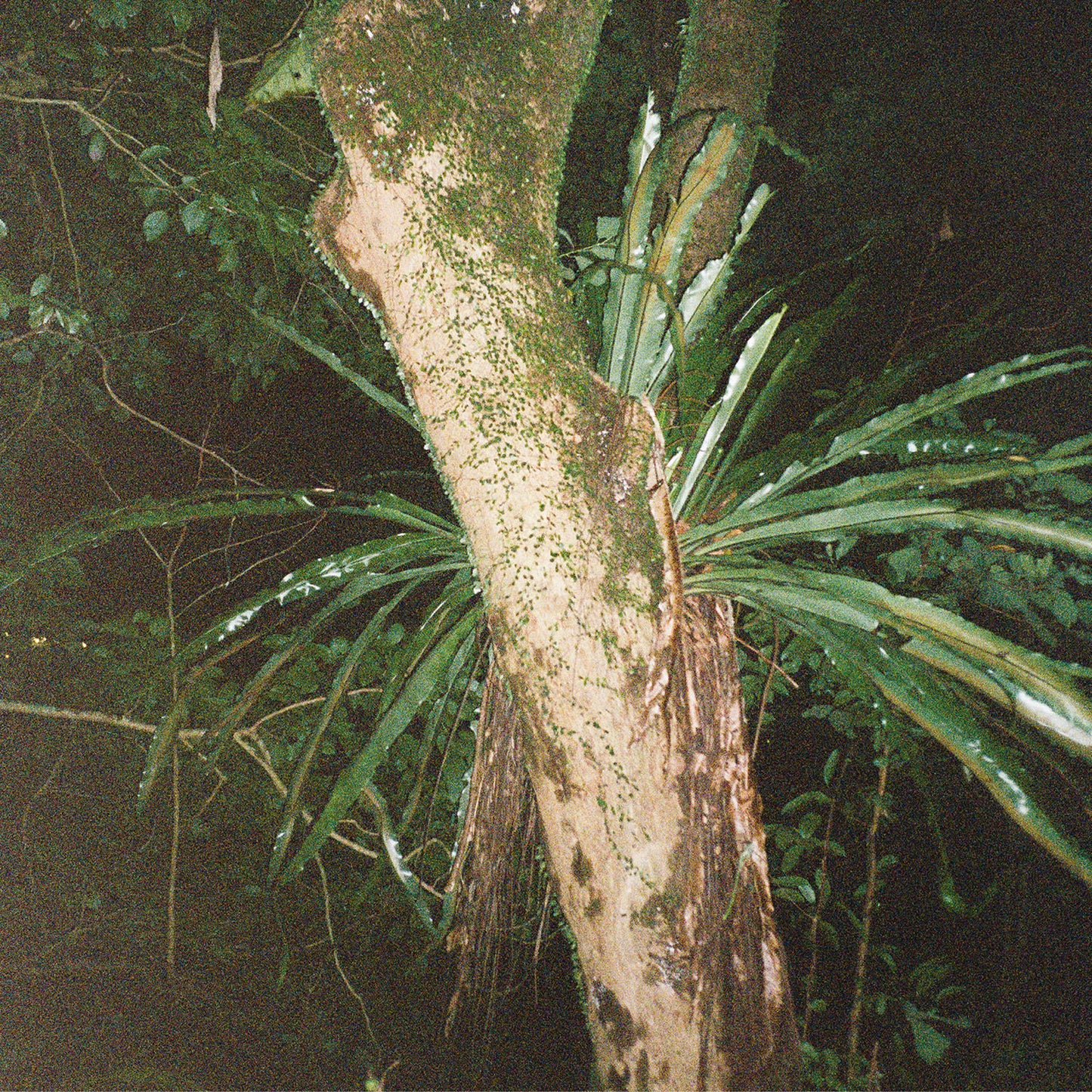 Artefakt / Maayan Nidam || Collaborations II