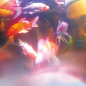 SY3 || 梦游 Sleepwalker