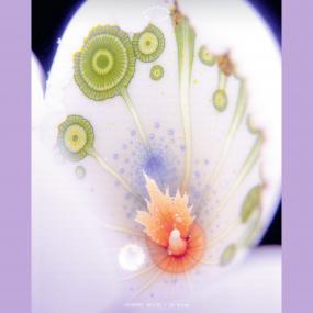 Courtney Bailey || In Dream