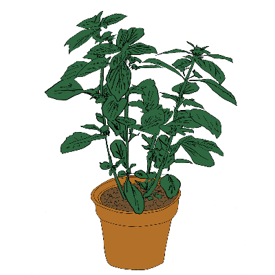 Salamanda || Music To Watch Seeds Grow By 008: Salamanda (Basil)